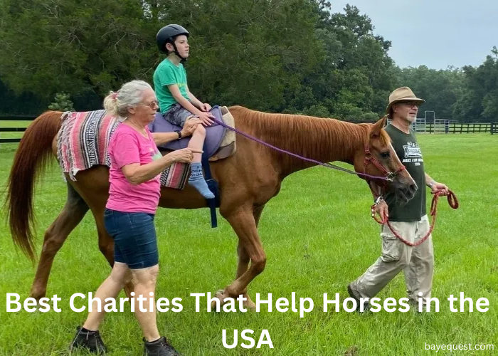Best Charities That Help Horses in the USA