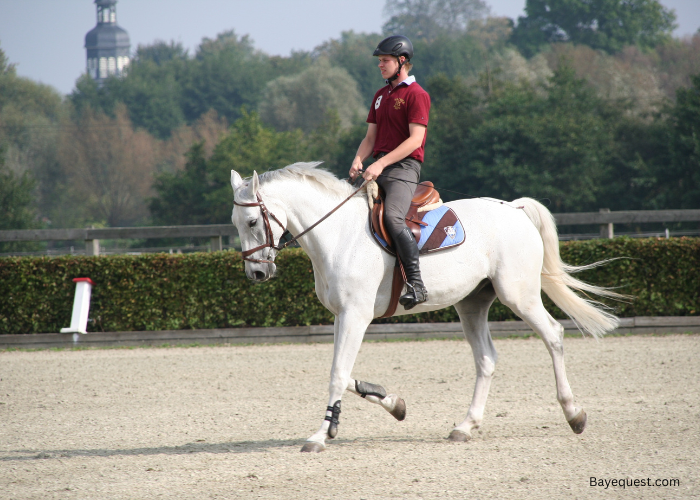 Best Charities That Help Horses in the USA