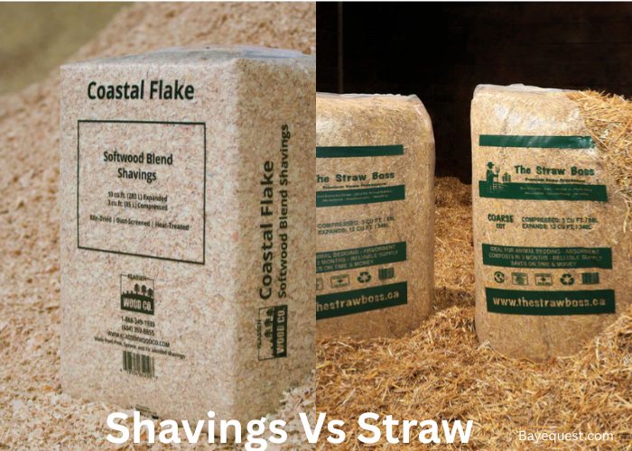 Shavings Vs Straw