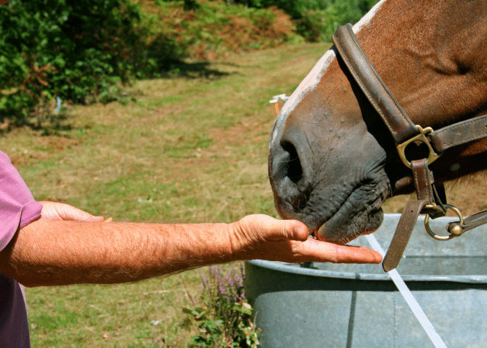 Grain Free Horse Feed