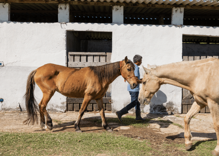 Horse Charities