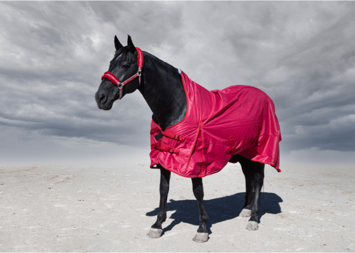 How to Wash Horse Blankets: Cleaning