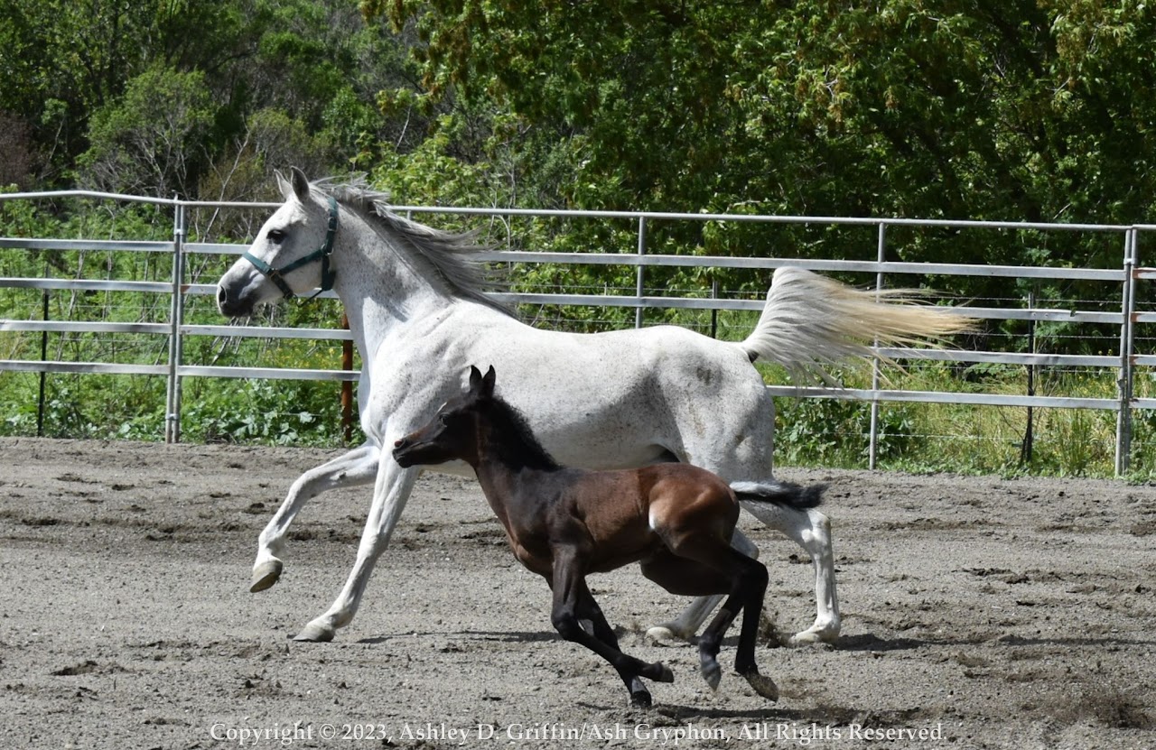 Photo shoots Bay Area Equestrian Network
