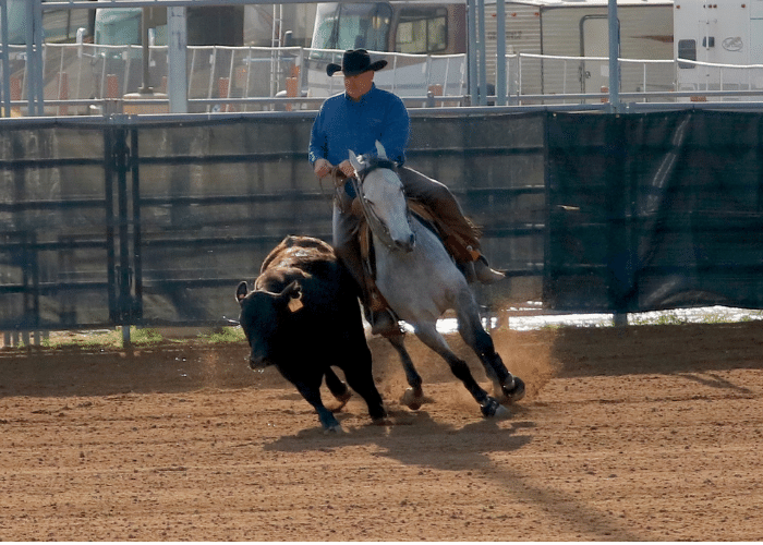How to Train a Reined Cow Horse