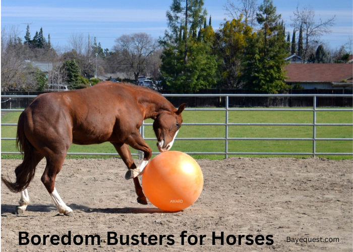 Boredom Busters for Horses