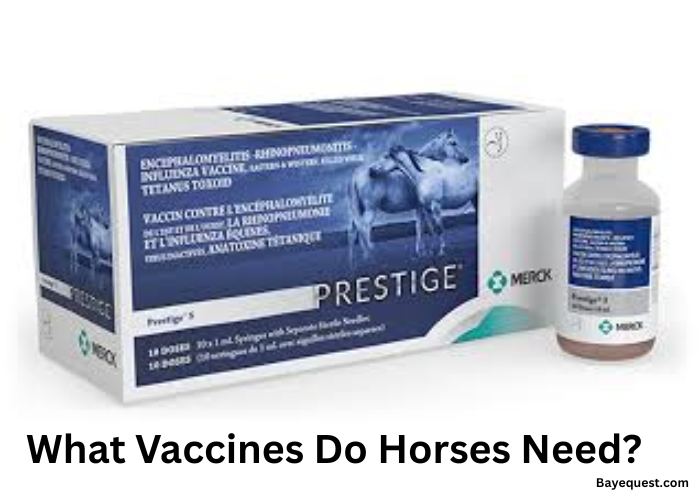 what vaccines do horses need