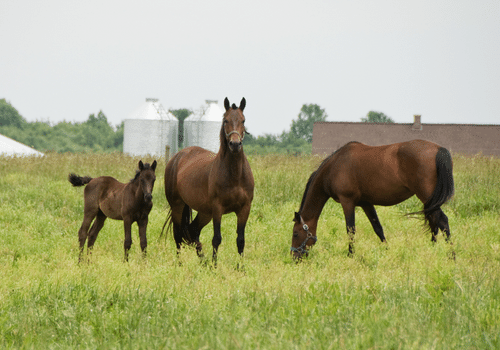 Morgan Horse