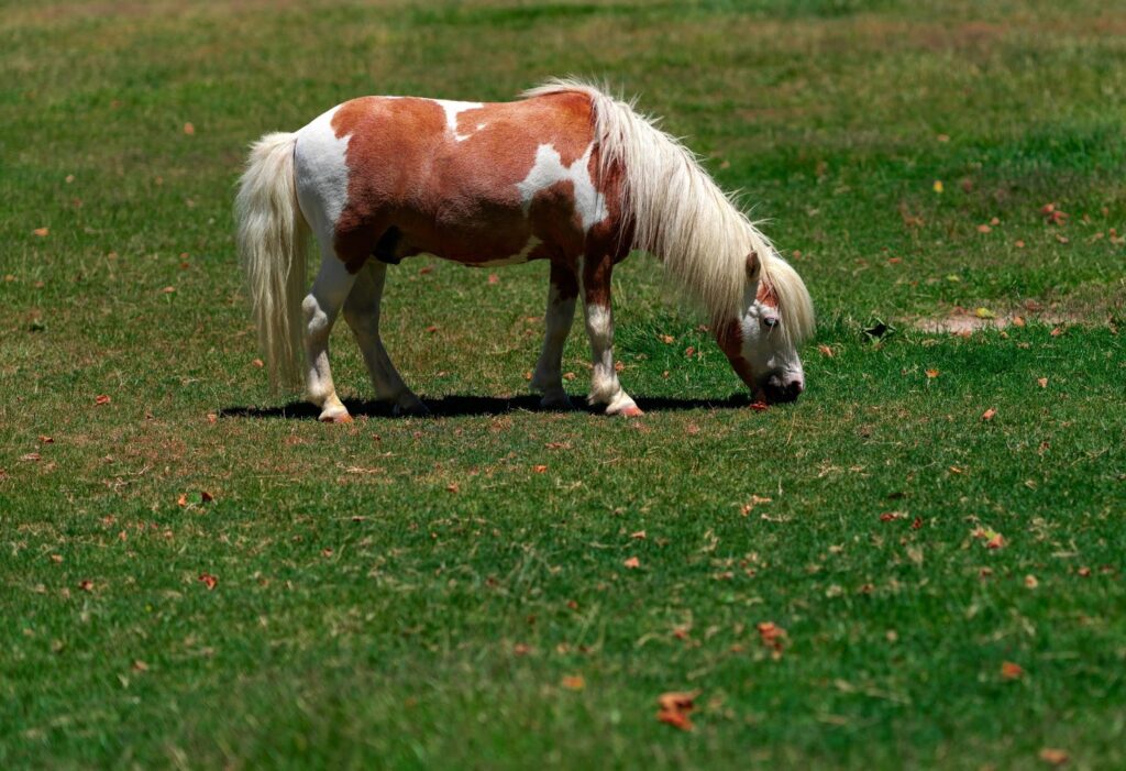 Miniature Horse