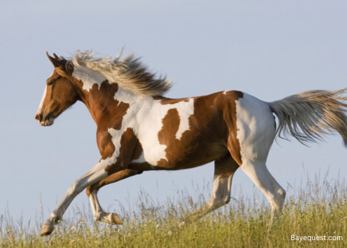 How Much Does an American Paint Horse Cost?