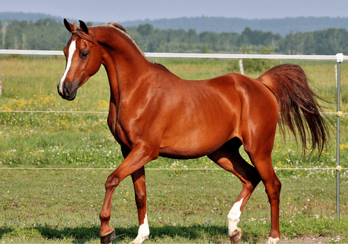 Arabian horses