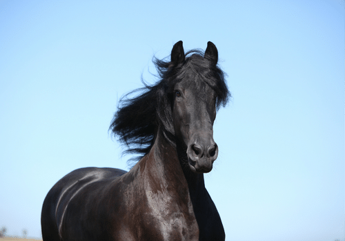 Friesian Horse