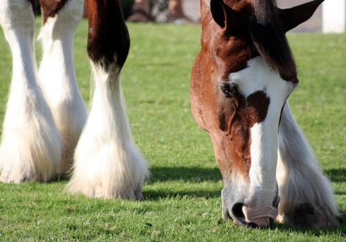 Clydesdales horse