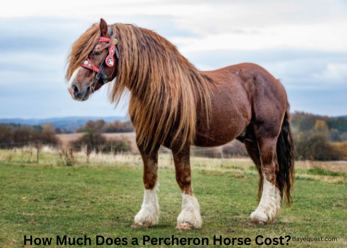 How Much Does a Percheron Horse Cost?