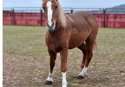 Percheron Horse