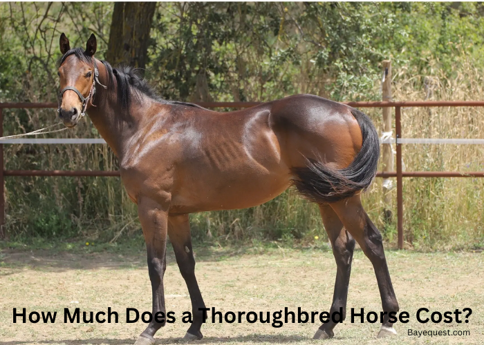 How Much Does a Thoroughbred Horse Cost?