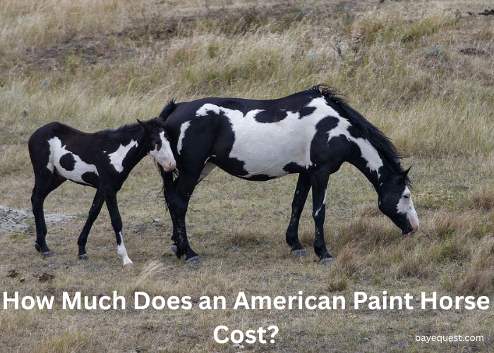 How Much Does an American Paint Horse Cost?