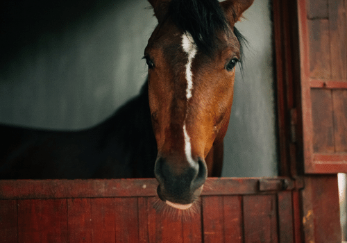 How Much Does it Cost to Board a Horse? 