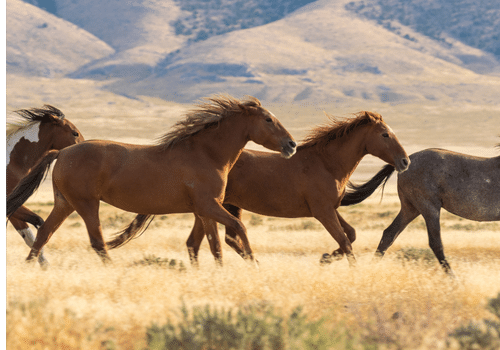 Mustang horse