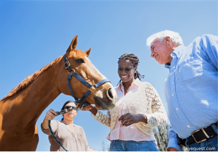 Questions to Ask When Buying a Horse