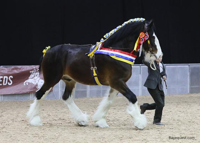 How Much Does a Shire Horse Cost?