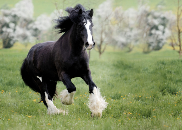 How Much Does a Shire Horse Cost?