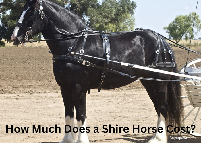 How Much Does a Shire Horse Cost?