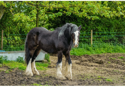 Shire Horse.png