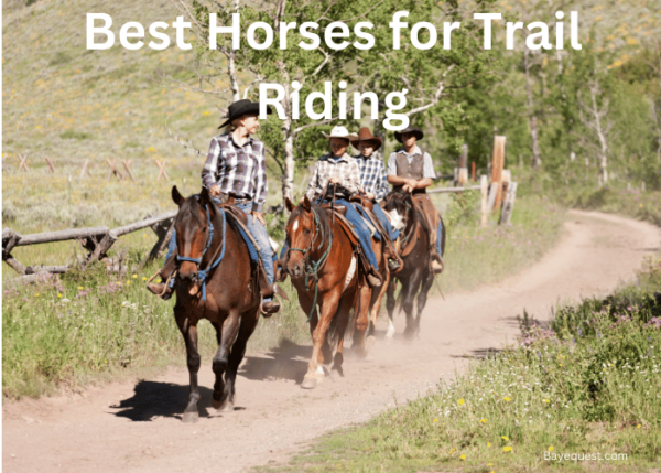 16 Best Horses for Trail Riding [October 2025 Guide]
