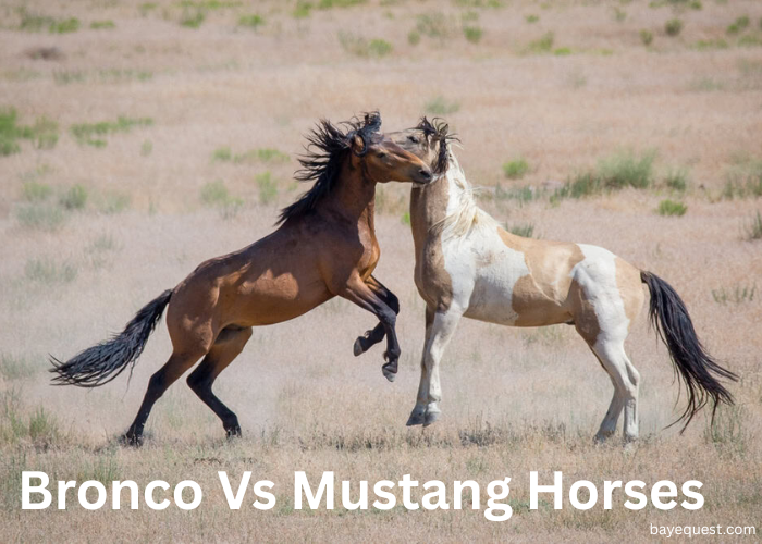 Bronco Vs Mustang Horses