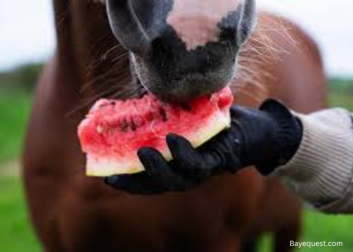 Can Horses Have Watermelon?