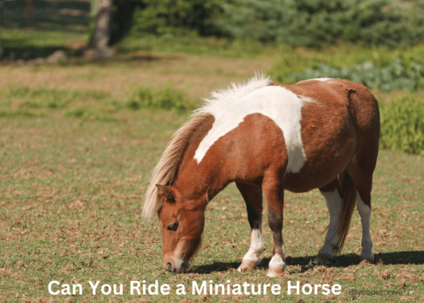 Mini Pony Ride Can You Ride a Miniature Horse? Find Out Now