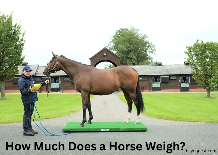 How much Does a Horse Weigh?