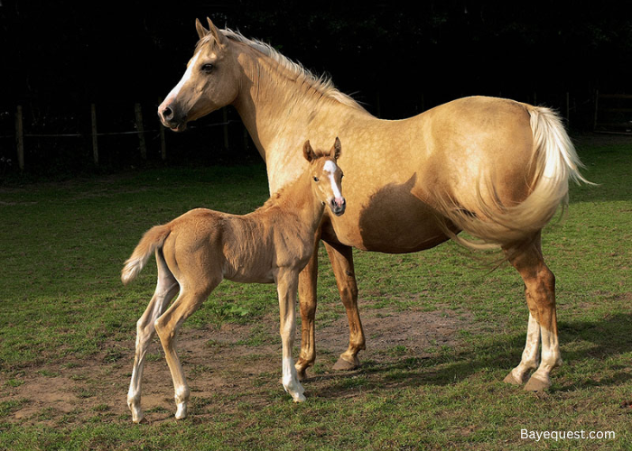 How Much Does a Palomino Horse Cost?