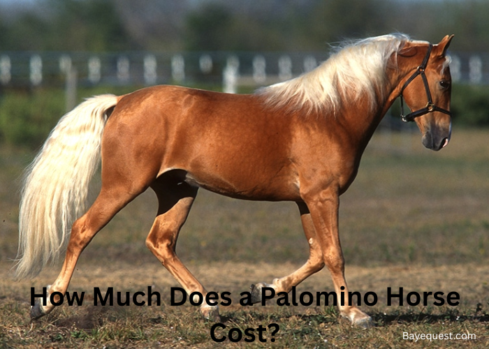 How Much Does a Palomino Horse Cost?