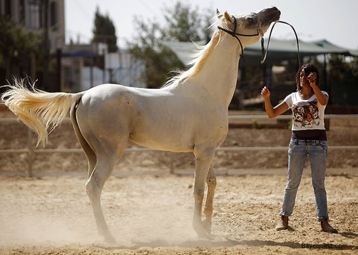 How to Tame a Horse in Real Life