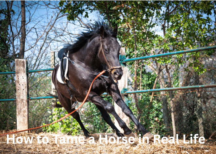 How to Tame a Horse in Real Life