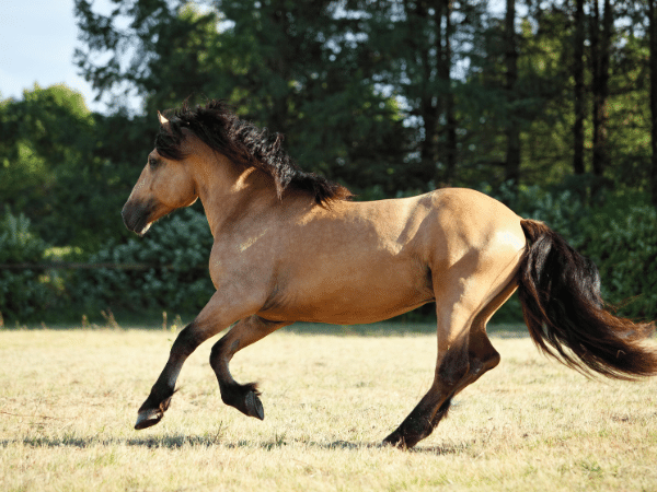 Paso Fino Gaits 
