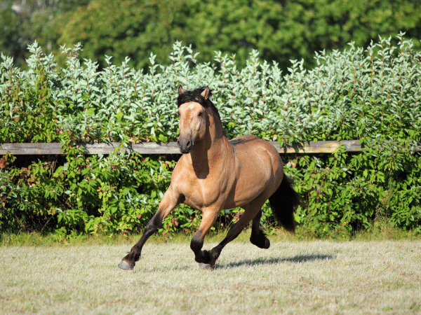 How Much Does a Paso Fino Horse Cost?