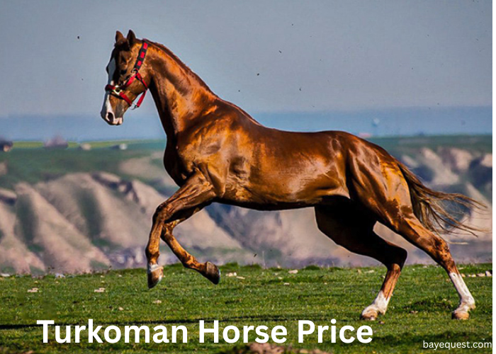 Turkoman Horse Price