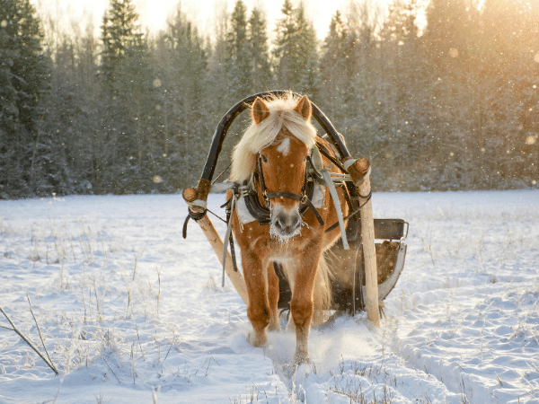 Can You Ride a Miniature Horse