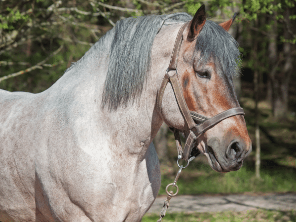 How Much Does a Belgian Horse Cost?