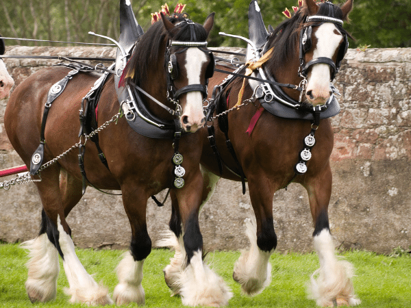 Belgian Horse vs. Clydesdale 