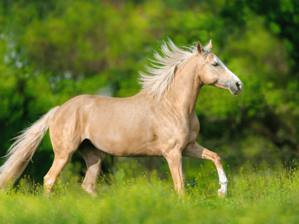 Palomino Horse