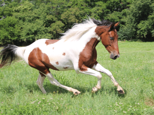 The American Paint Horse