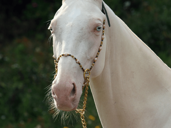 Blue-Eyed Horses