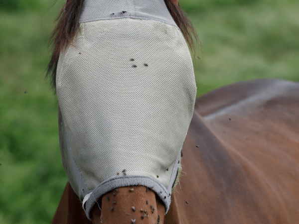 Fly Masks 