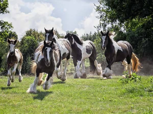 Gypsy Vanner Horse