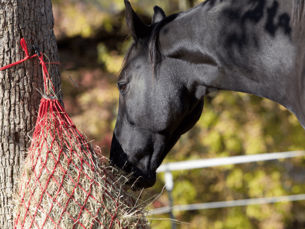 Tailored nutrition horse feed