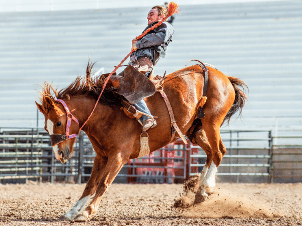 Bronco Horse