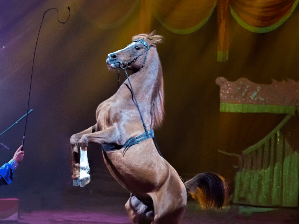 Mustang Horse 